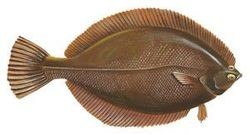 winter flounder